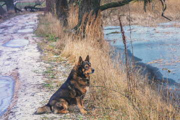 The dog sits near a frozen lake in winter and looks at the lake