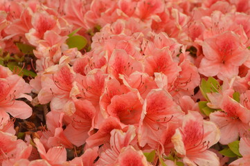 A bunch of pink flowers 