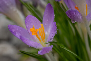 Close Up Of A Crocus At Spring