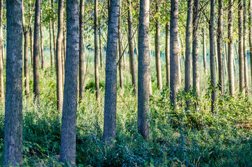 Fototapeta na wymiar A young forest of poplar trees on the banks of the Danube River in Petrovaradin near Novi Sad, Serbia 
