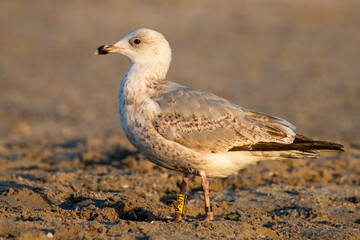 Zaobrączkowana mewa srebrzysta. Monitoring ptaków migrujących poprzez zakładanie obrączki i śledzenie jej tras migracyjnych. Birdwatching to nie tylko obserwacje ptaków, ale także praca naukowa