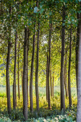 A young forest of poplar trees on the banks of the Danube River in Petrovaradin near Novi Sad, Serbia 