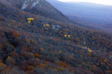 Beautiful autumn forest.