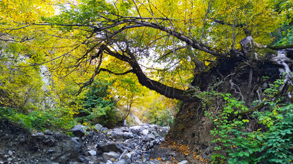 Beautiful autumn forest and rocks.