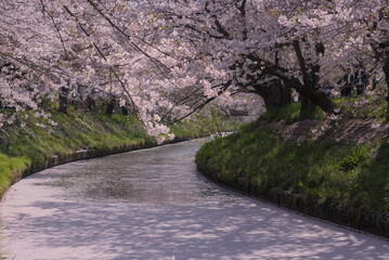 japan 絶景桜 cherryblossm 船橋 funabashi 海老川 spring river 橋 桜 春	