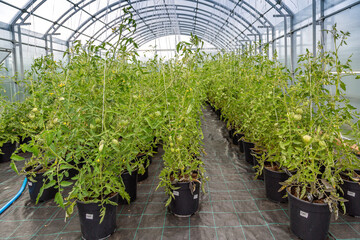 reproduction of a new tomato variety in a greenhouse