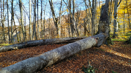 Beautiful autumn forest in the mountains.