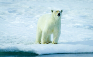 Fototapeta na wymiar Image of polar bears in Svalbard