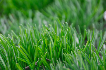 Fototapeta na wymiar Green young grass. Side view. Background