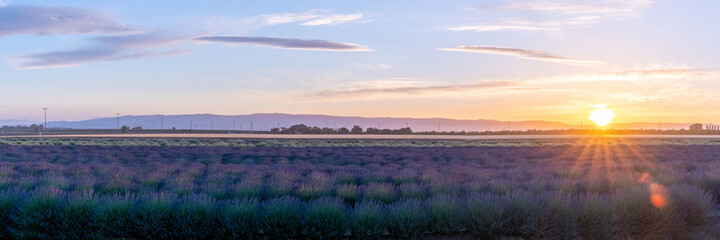 sunset over the Lavender