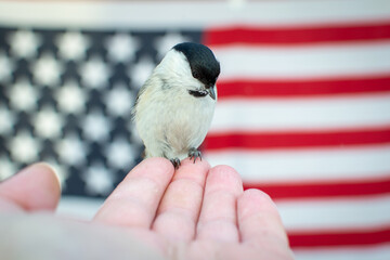 The bird flew in and sat on the arm. Small bird titmouse (Poecile palustris). USA flag background.