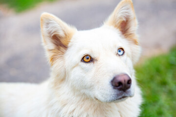 Close-up portrait of a white dog with heterochromia looking at the camera. Eyes of different colors. A pet with an unusual eye color. Walk the dog. Man's best friend.