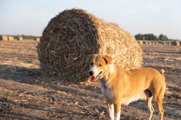 brown dog standing looking at something