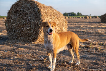 brown dog standing looking at something