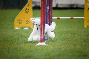 White poodle is running slalom on agility czech competition.