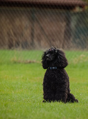 Portrait of puppy poodle in agility park. He is looking on his big sister.