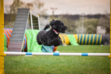 poodle is jumping over the hurdles. Amazing day on czech agility privat training