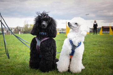 Portrait of two puppy poodles in agility park. They are looking on other dogs.