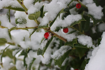 Close-up of Holly bush covered by snow in the garden in winter season. Ilex cornuta 