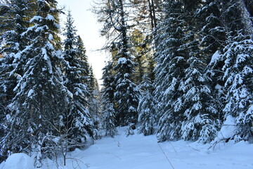 snow covered trees