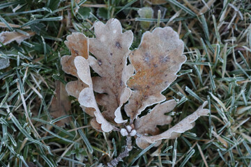 Dry Oak tree brown leaves covered by frost on green grass in the garden at dawn. Quercus tree on winter