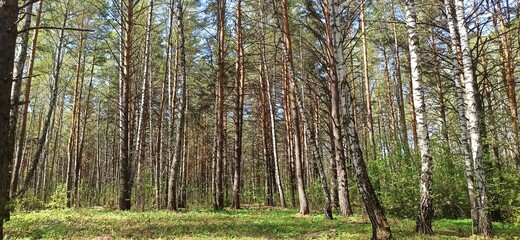 forest
