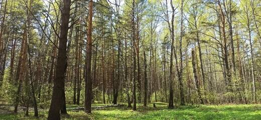 forest