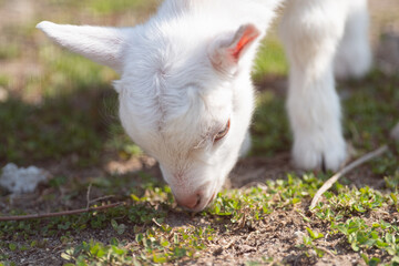 Obraz premium 草を食べるヤギ