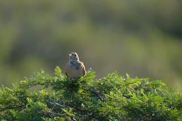 Cape clapper lark perched on a small tree, tweeting and singing