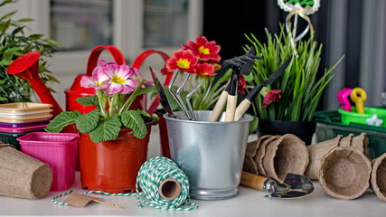 Home floriculture and gardening hobbies. Spring Awakening