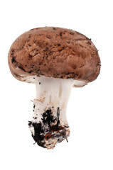 Champignon de Paris cru en gros plan sur fond blanc