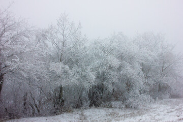 Beautiful white trees in the snow.