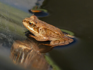 frog on the water