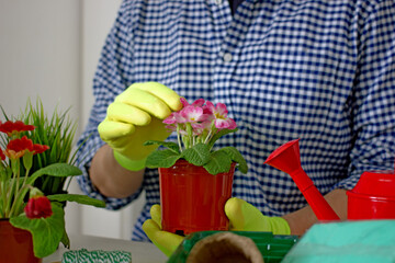A man in yellow gloves and a plaid shirt tends indoor flowers at home with garden tools. Home hobby concept floriculture