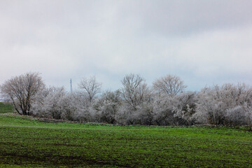Beautiful trees in green fields in winter.