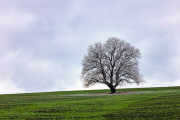 Obraz premium Beautiful green fields in cloudy weather.