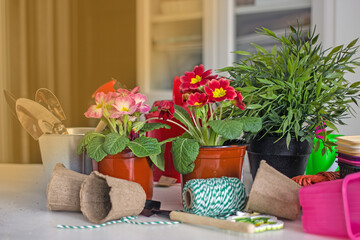 Home floriculture and gardening hobbies. Spring Awakening