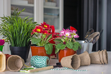 Home floriculture and gardening hobbies. Spring Awakening