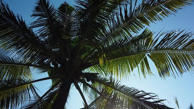 Sun is shining through the palm tree leaves. Looking up at coconut trees against blue skies. Summer and travel vacation concept.