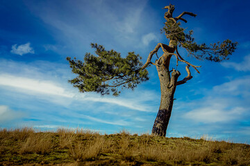 einzelner Baum