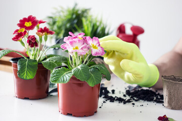 A man in yellow gloves plants an indoor flower in a flowerpot