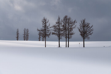 光と風の遊ぶ雪原