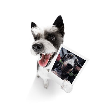 dog holding a photogrpah of a dog