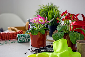 Obraz na płótnie Canvas Home floriculture and gardening hobbies. Spring Awakening
