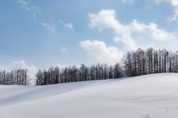 光と影の遊ぶ丘