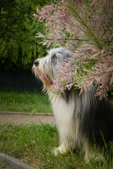 Bearded collie is sitting in nature.  He looks so fluffy, he is so cute dog