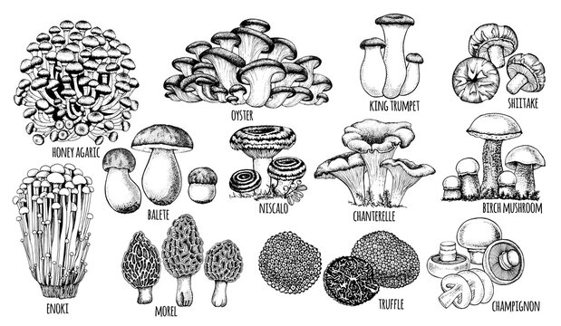 set edible mushrooms Vector illustration drawn by hand, family of different mushrooms, graphic drawing with lines, cut truffle, porcini mushroom, shiitake and chanterelles isolated on white background