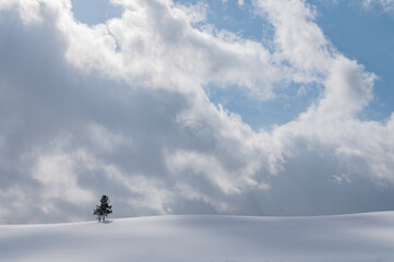 Naklejka na ściany i meble 雲に覆われし一本木のある美瑛の丘