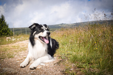 Portrait of border collie on the road in czech mountain Krkonose. He is so funny