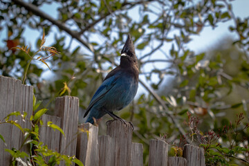 A Steller's Jay sitting on a fence.